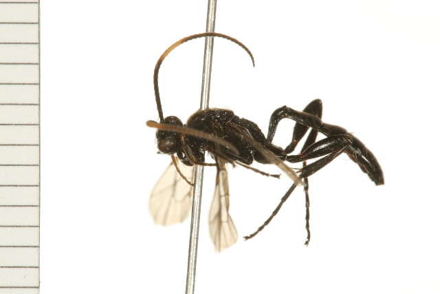 Image of Cratichneumon viator (Scopoli 1763)