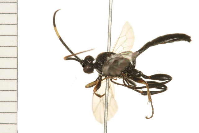 Image of Cratichneumon viator (Scopoli 1763)