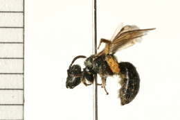 <i>Lasioglossum planatum</i> resmi