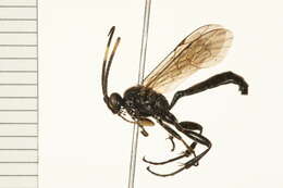 Image of Cratichneumon viator (Scopoli 1763)