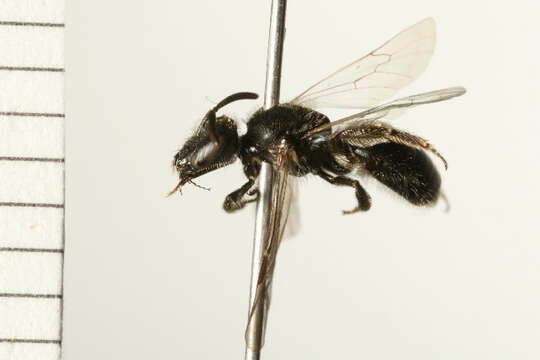 Image of Lasioglossum rufitarse (Zetterstedt 1838)