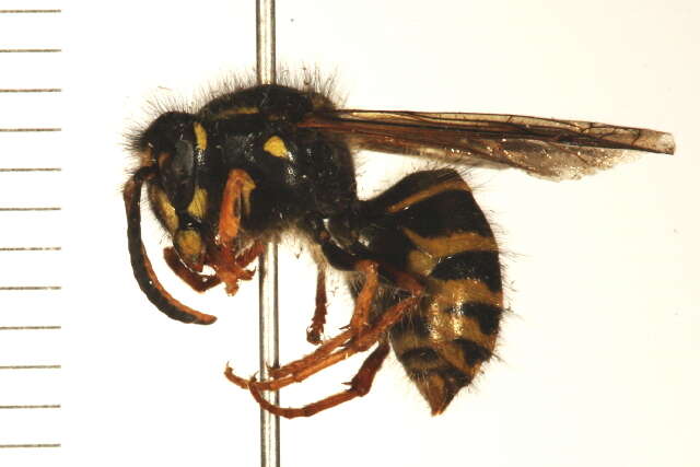 Image of Northern Aerial Yellowjacket