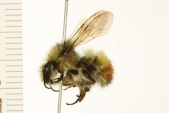 Sivun Bombus flavifrons Cresson 1864 kuva