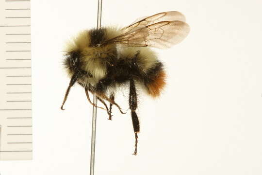 Image of Frigid Bumble Bee