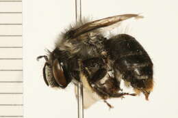 Image of Anthophora furcata (Panzer 1798)