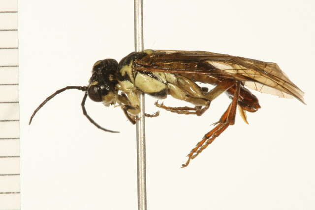 Image of <i>Tenthredo xantha</i>