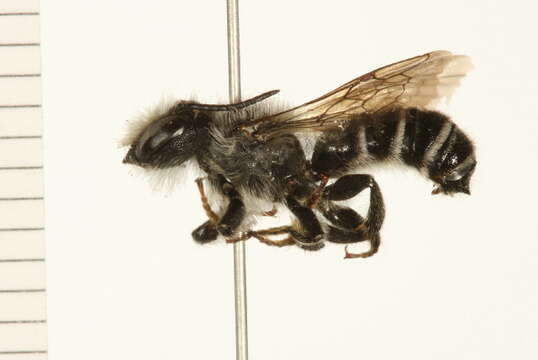 Image of Leafcutter bee