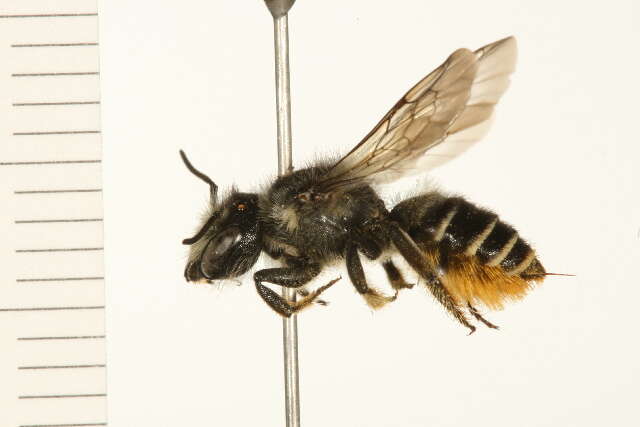 Image of Leafcutter bee