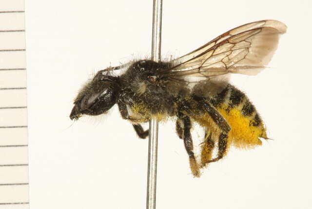 Image of Leafcutter bee