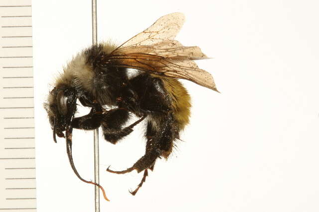 Image of White Shouldered Bumble Bee