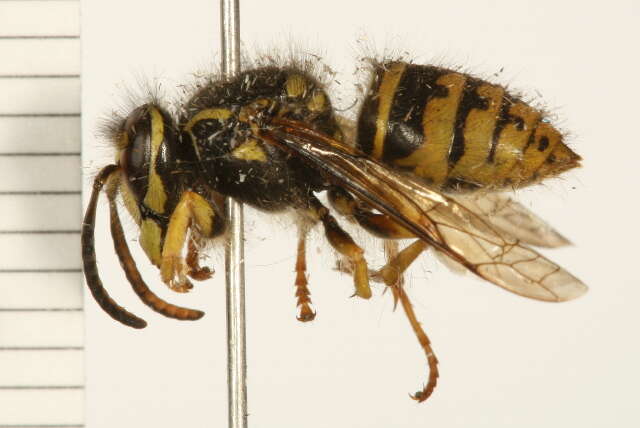 Image of Aerial yellowjacket