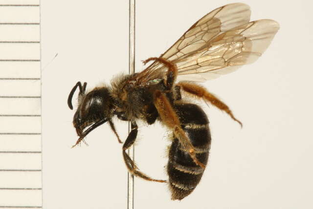 Image of Orange-legged furrow bee