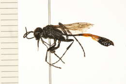 Image of Ammophila mediata Cresson 1865