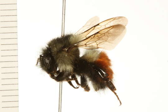 Image of Black Tail Bumble Bee