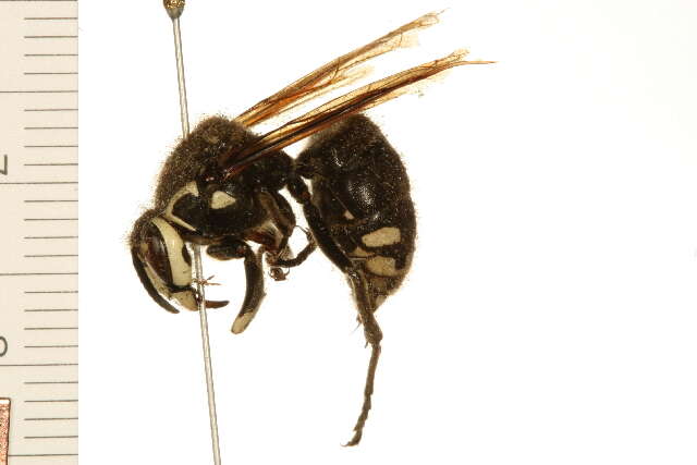 Image of Bald-faced Hornet