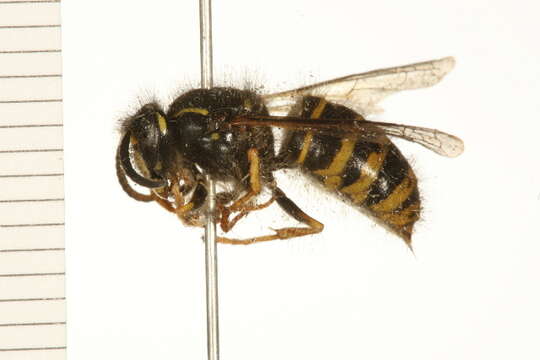 Image of Dolichovespula alpicola Eck 1984