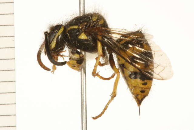 Image of Aerial yellowjacket