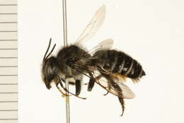 Image of Megachile nivalis Friese 1903