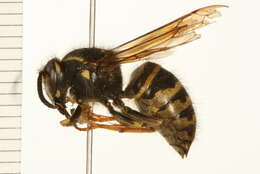 Image of Northern Aerial Yellowjacket