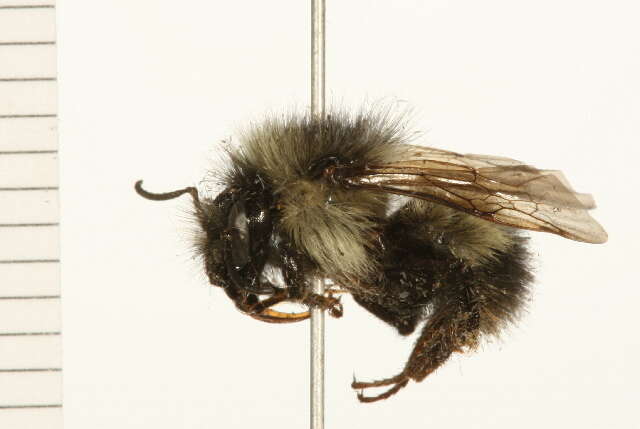 صورة Bombus flavifrons Cresson 1864