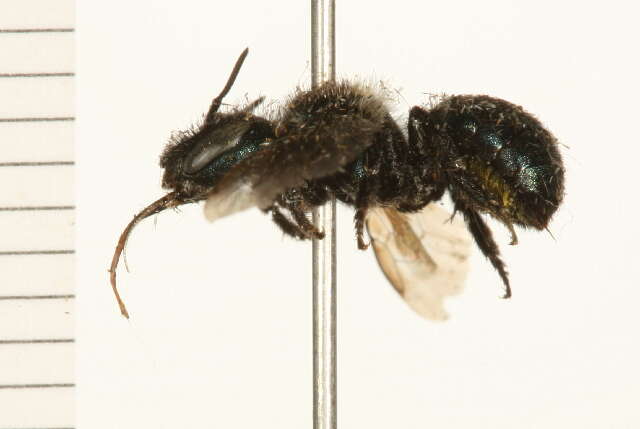 Image of Osmia laeta