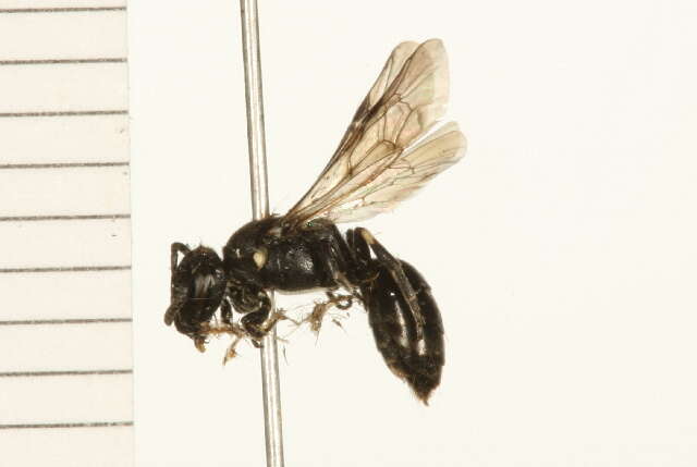 Imagem de Hylaeus annulatus (Linnaeus 1758)