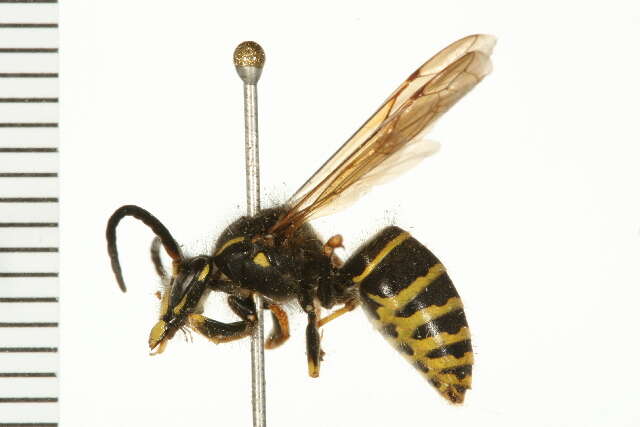 Image of Northern Aerial Yellowjacket