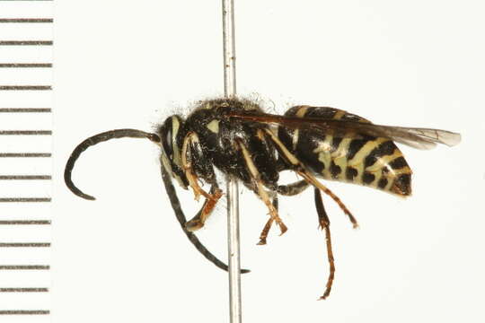 Image of Dolichovespula adulterina (Buysson 1905)