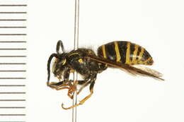 Image of Northern Aerial Yellowjacket