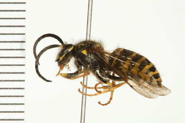 Image of Northern Aerial Yellowjacket