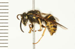 Image of Northern Aerial Yellowjacket