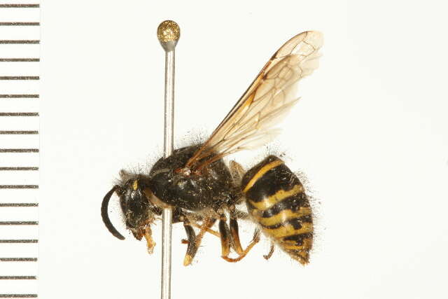 Image of Dolichovespula alpicola Eck 1984