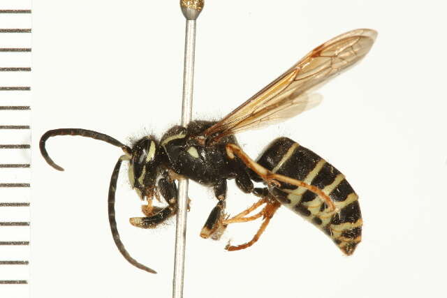 Image of Dolichovespula adulterina (Buysson 1905)