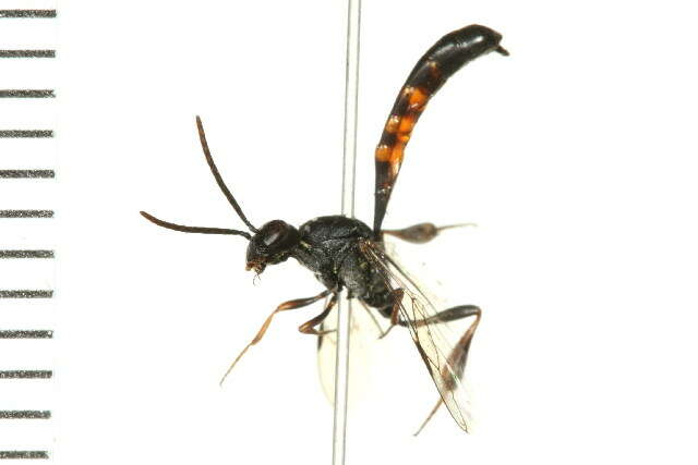 Image of carrot wasps