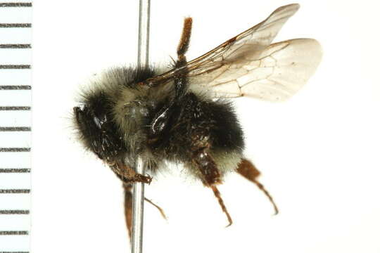 Image of Two Form Bumble Bee