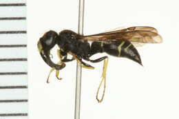 Image of <i>Ancistrocerus albolacteus</i>