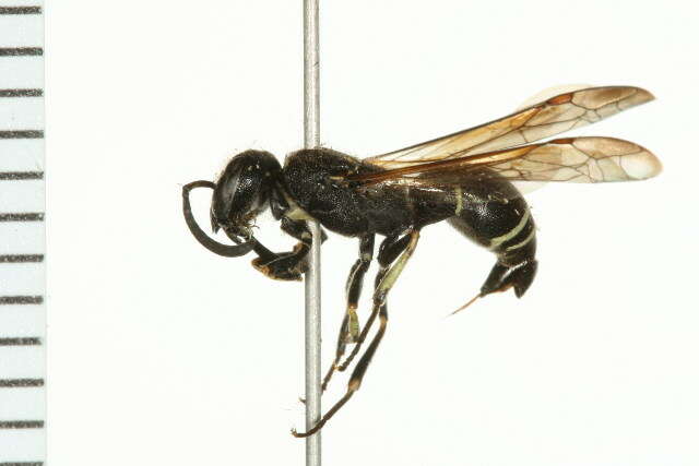 Image of <i>Ancistrocerus albolacteus</i>