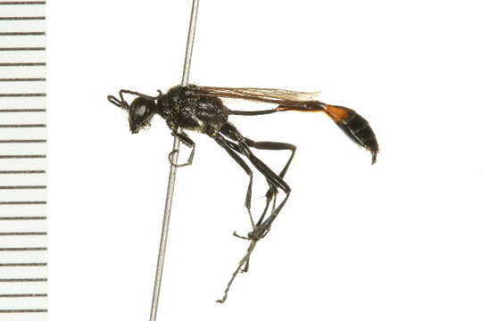 Слика од Ammophila urnaria Dahlbom 1843