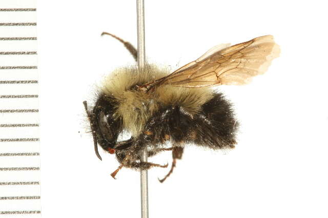 Image of Half-black Bumblebee