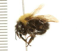 Слика од Bombus perplexus Cresson 1864