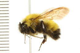 Image of Confusing Bumblebee