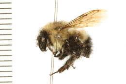 Image of Half-black Bumblebee