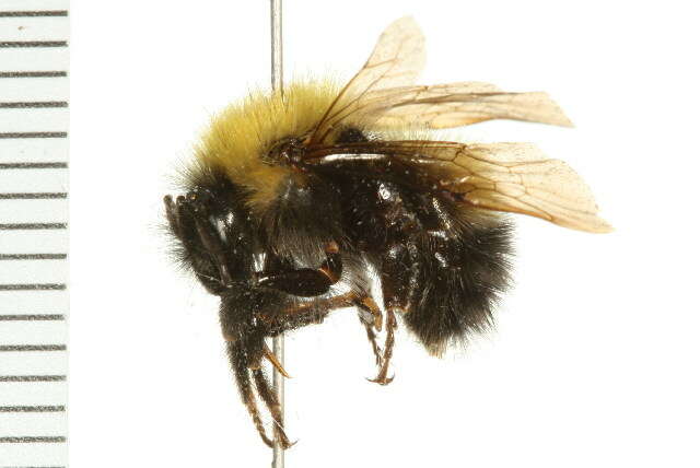 Слика од Bombus perplexus Cresson 1864