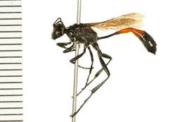 Image of Ammophila azteca Cameron 1888