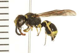 Image of Catskill Potter Wasp