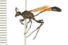 Image of Ammophila azteca Cameron 1888