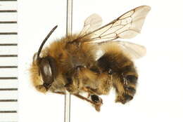 Image of Anthophora furcata (Panzer 1798)