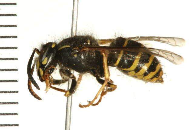 Image of Northern Aerial Yellowjacket