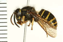 Image of Northern Aerial Yellowjacket