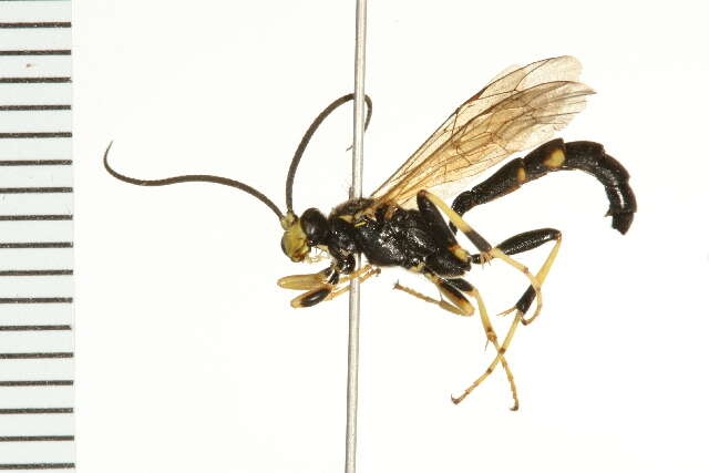 Imagem de Ichneumon luteipes Wesmael 1855